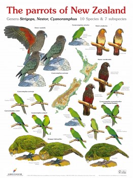 The parrots of New Zealand